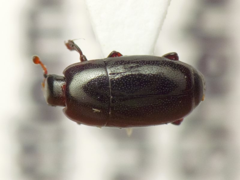 Paromalus parallelepipedus (Herbst, 1792)